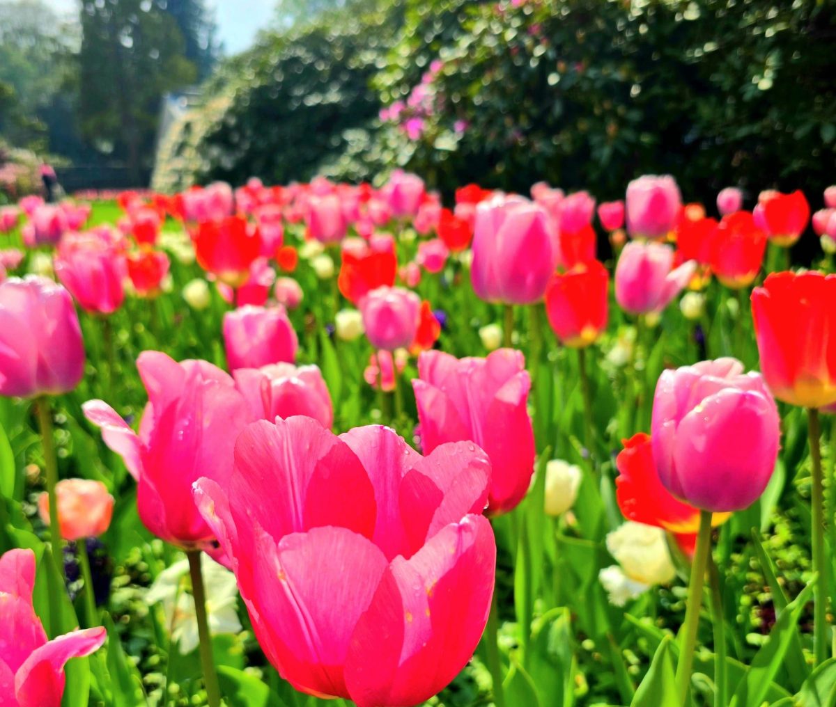 Frühlingshafte Benefizveranstaltung