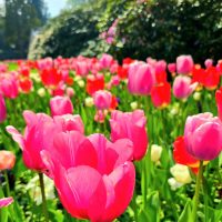 Frühlingshafte Benefizveranstaltung